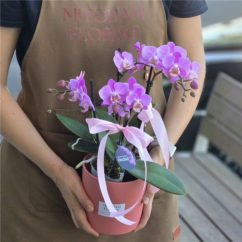 #1CNY 4 Stems x Small Phalaenopsis Potted Orchid (45-50cm)丨墨尔本蝴蝶兰