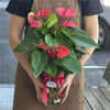Red Anthurium Plant in Glass Vase