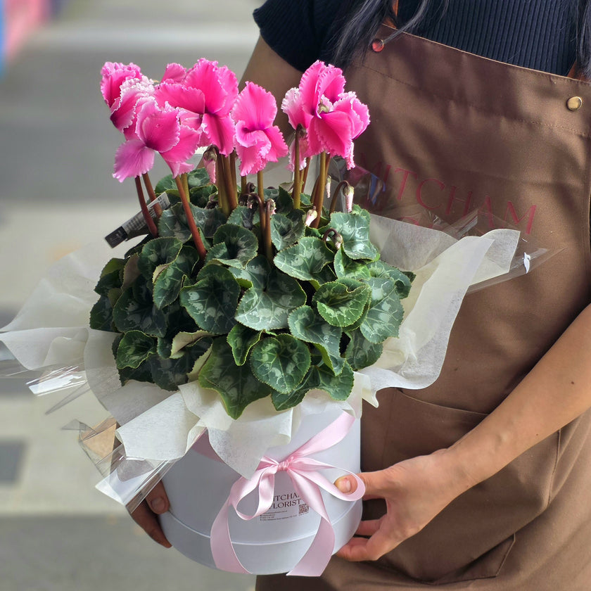 Plant # Large Cyclamen & Box Gift Wrapped