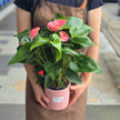 Anthurium Plant in Pot 50cm
