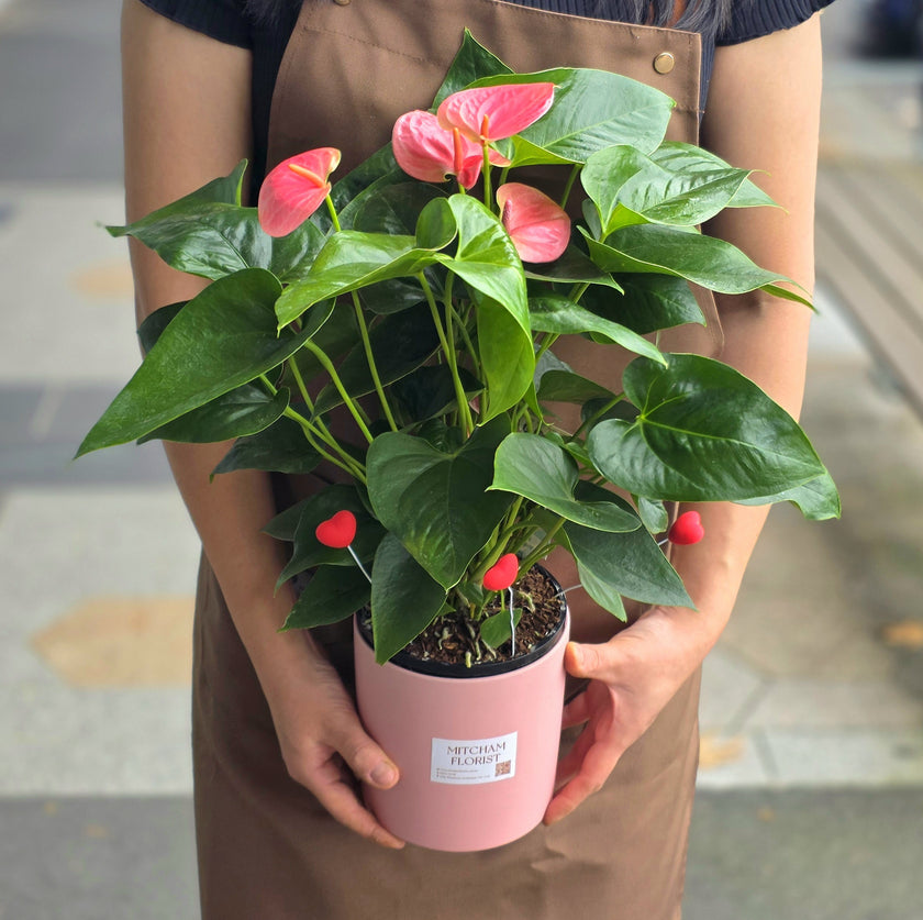 Anthurium Plant in Pot 50cm