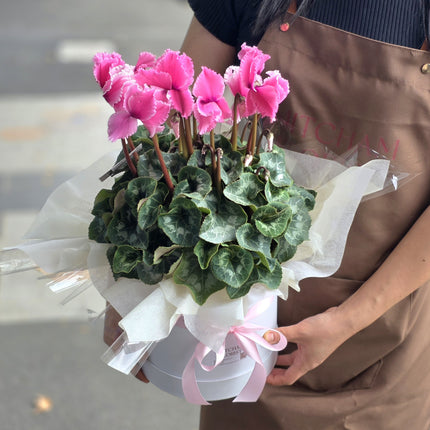 Plant # Large Cyclamen & Box Gift Wrapped