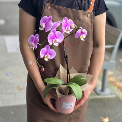 Medium Single Stem Phalaenopsis Orchid Plant (45-50cm)丨墨尔本蝴蝶兰