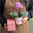 Plant # Mini Phalaenopsis Plant Gift Bundle