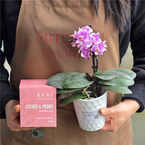 Plant # Mini Phalaenopsis Plant Gift Bundle