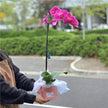 Large Single Stem Phalaenopsis Orchid (Colour) 70cm丨墨尔本蝴蝶兰