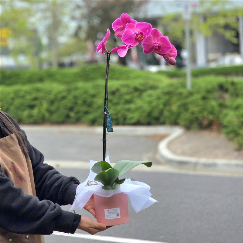 Large Single Stem Phalaenopsis Orchid (Colour) 70cm丨墨尔本蝴蝶兰