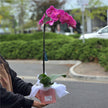 Large Single Stem Phalaenopsis Orchid (Colour) 70cm丨墨尔本蝴蝶兰