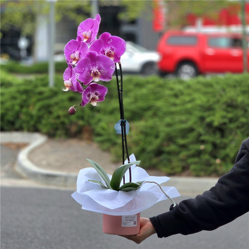 Large Single Stem Phalaenopsis Orchid (Colour) 70cm丨墨尔本蝴蝶兰