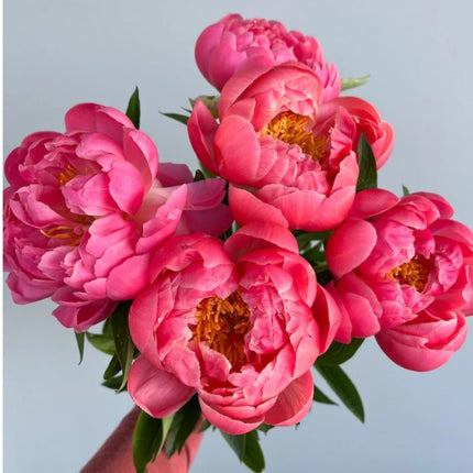New Season! Coral Peonies