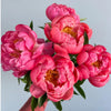 New Season! Coral Peonies