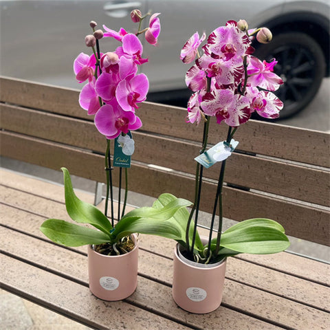 2 Stems - Extra Large Phalaenopsis Orchid (Colour) 70cm