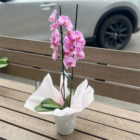 2 Stems - Large Phalaenopsis Orchid (Colour) 65cm