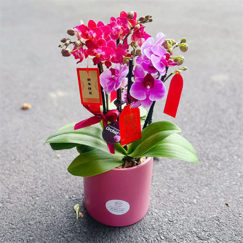 #1CNY 4 Stems x Small Phalaenopsis Potted Orchid (45-50cm)丨墨尔本年宵花蝴蝶兰丨Lunar New Year Flowers丨Chinese New Year Flowers丨墨尔本新年花