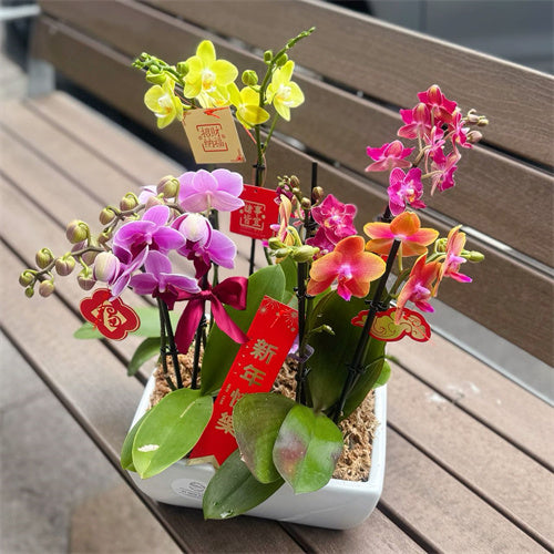 8 Stems x Small Phalaenopsis Potted Orchid (45-58cm)