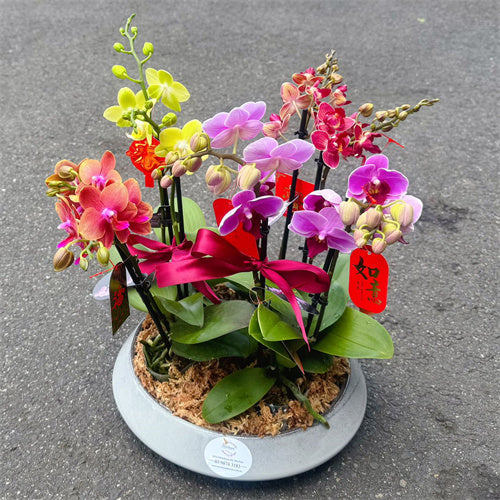 8 Stems x Small Phalaenopsis Potted Orchid (45-58cm)