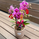 4 Stems x Small Phalaenopsis Potted Orchid (45-50cm)