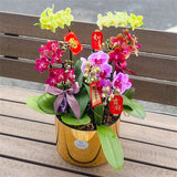 8 Stems x Small Phalaenopsis Potted Orchid (45-58cm)