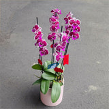 4 Stems x Large Phalaenopsis Potted Orchid (70cm)
