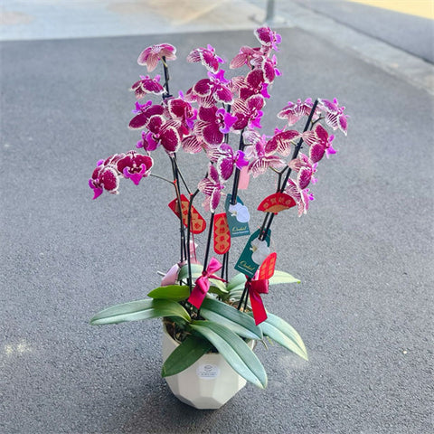 4 Stems x Large Phalaenopsis Potted Orchid (70cm)