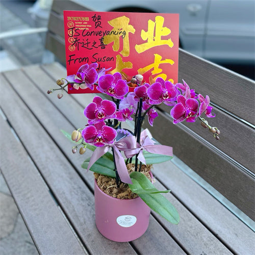 4 Stems x Small Phalaenopsis Potted Orchid (45-50cm)