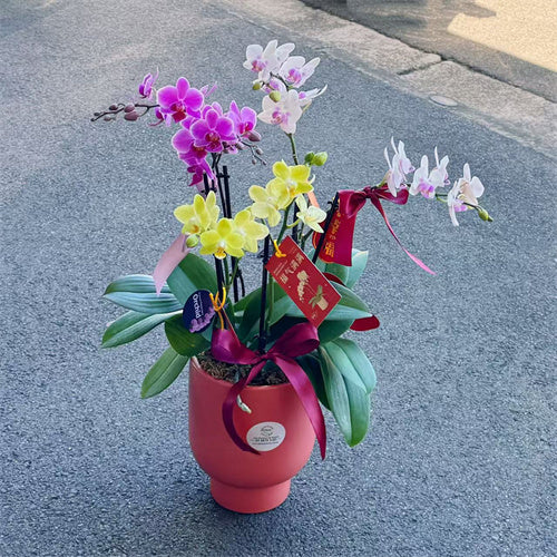 6 x Stems x Small Phalaenopsis Potted Orchid (50cm)
