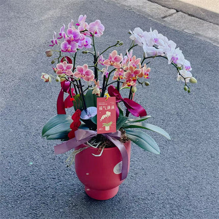 6 x Stems x Small Phalaenopsis Potted Orchid (50cm)