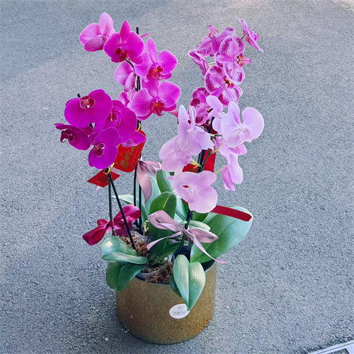 4 Stems x Large Phalaenopsis Potted Orchid (75-80cm)