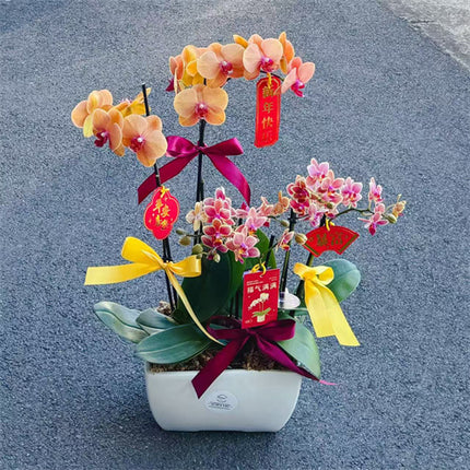 2x Large & 4x Small Phalaenopsis Potted Orchid (60cm)