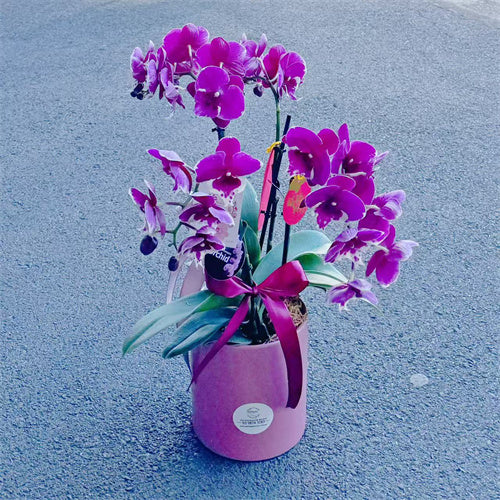 4 Stems x Small Phalaenopsis Potted Orchid (45-50cm)