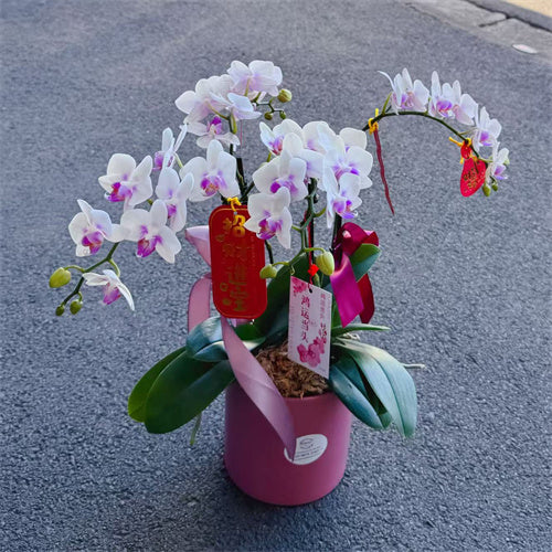 4 Stems x Small Phalaenopsis Potted Orchid (45-50cm)