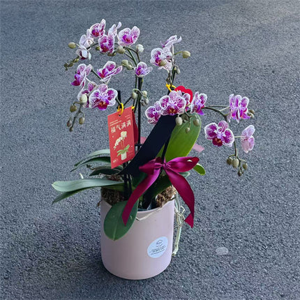 4 Stems x Small Phalaenopsis Potted Orchid (45-50cm)