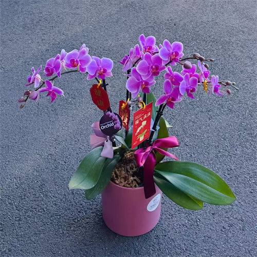4 Stems x Small Phalaenopsis Potted Orchid (45-50cm)