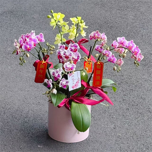 #4CNY 8 Stems x Small Phalaenopsis Potted Orchid (45-58cm)丨墨尔本年宵花蝴蝶兰丨Lunar New Year Flowers丨Chinese New Year Flowers丨墨尔本新年花