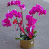 4 Stems x Extra Large Phalaenopsis Potted Orchid (75-80cm)