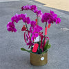 4 Stems x Extra Large Phalaenopsis Potted Orchid (75-80cm)