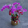 4 Stems x Extra Large Phalaenopsis Potted Orchid (75-80cm)