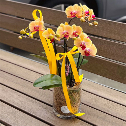 4 Stems x Small Phalaenopsis Potted Orchid (45-50cm)