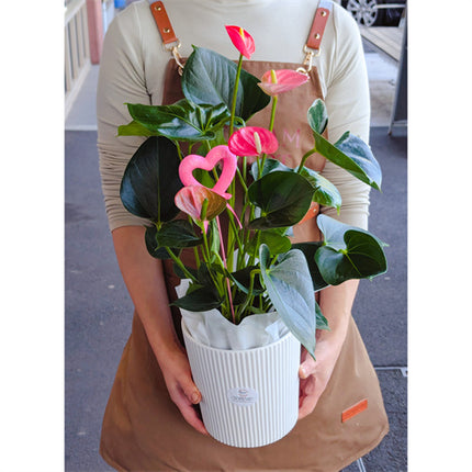 Pink Anthurium Potted Plant
