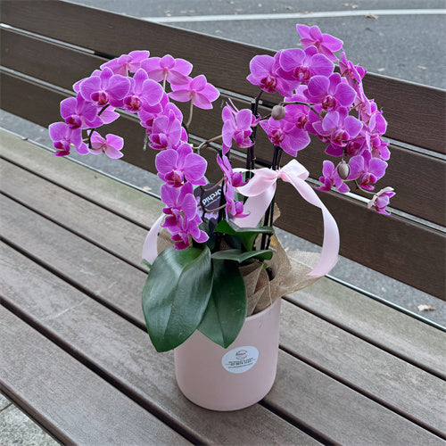 4 Stems x Small Phalaenopsis Potted Orchid (45-50cm)
