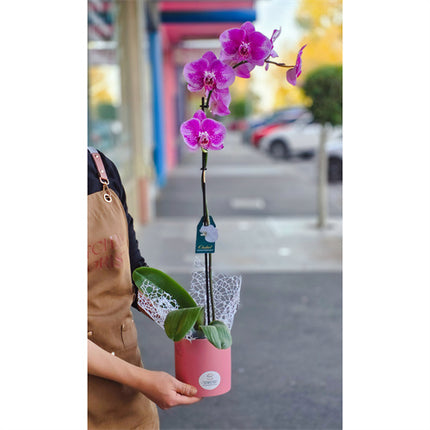 Large Phalaenopsis Orchid (Colour) 70cm