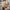 Neutral Everlasting Preserved Flower Bouquet Medium Size丨Preserved Flowers丨Dry Flowers Melbourne