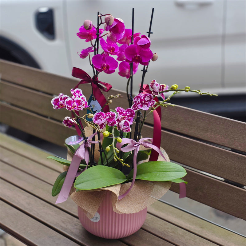 2x Large & 4x Small Phalaenopsis Potted Orchid (60cm)