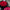 99 Red Roses (Black Style)