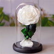 Single Stem Everlasting Preserved White Rose Glass Dome (20cmH)丨Preserved Flowers丨Dry Flowers Melbourne