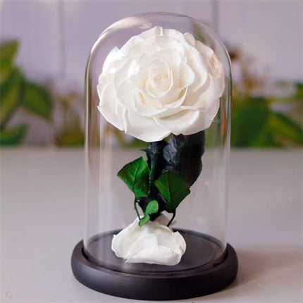 Single Stem Everlasting Preserved White Rose Glass Dome (20cmH)丨Preserved Flowers丨Dry Flowers Melbourne
