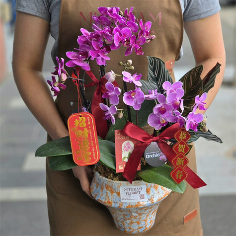 #2CNY 4 Stems x Phalaenopsis Orchids & Calathea in Porcelain from Jingdezhen 50cm丨墨尔本年宵花蝴蝶兰丨Lunar New Year Flowers丨Chinese New Year Flowers丨墨尔本新年花