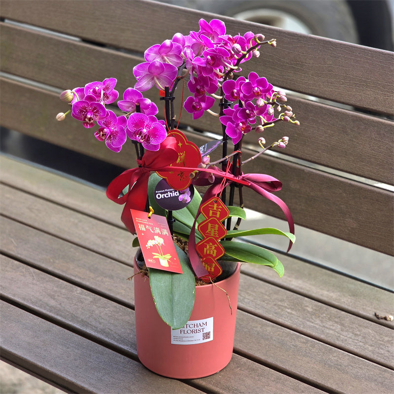 #1CNY 4 Stems x Small Phalaenopsis Potted Orchid (45-50cm)丨墨尔本年宵花蝴蝶兰丨Lunar New Year Flowers丨Chinese New Year Flowers丨墨尔本新年花