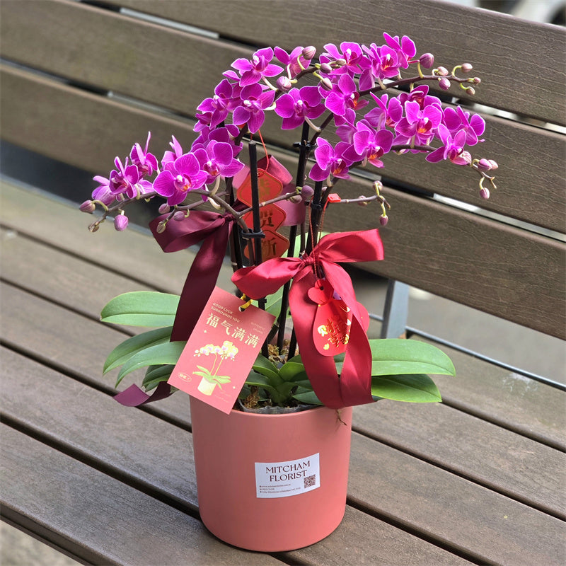 #1CNY 4 Stems x Small Phalaenopsis Potted Orchid (45-50cm)丨墨尔本蝴蝶兰