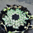 $100 AUD Style #11丨Cash Flowers丨Money Flowers丨澳币现金花